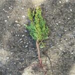 Tufe Tuia Biota 40 cm