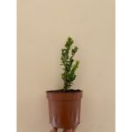 Ghiveci cu Buxus Sempervirens Cismir