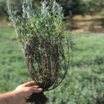 Tufe de lavandă 45 cm