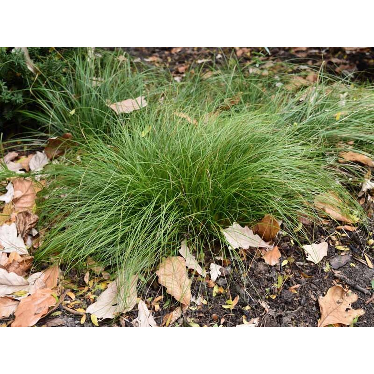 Ghiveci cu iarbă Carex verde