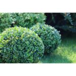 "Buxus Rotund Faulkner 20 cm"