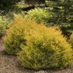 "Tuia Rheingold la ghiveci"