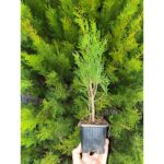 Tuia Smaragd de 30-40cm la ghiveci