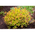 "Puiet cununiță la ghiveci"