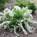 Puiet Deutzia Gracilis la ghiveci
