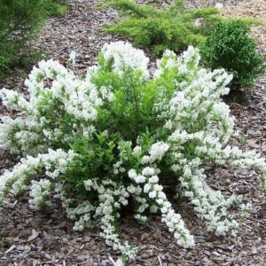 Puiet Deutzia Gracilis la ghiveci