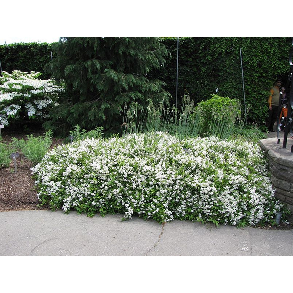 Puiet Deutzia Gracilis la ghiveci Puiet Deutzia Gracilis la ghiveci
