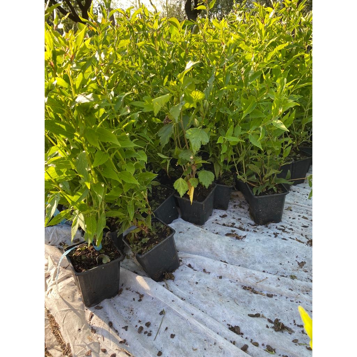 Puiet Deutzia Gracilis la ghiveci Puiet Deutzia Gracilis la ghiveci