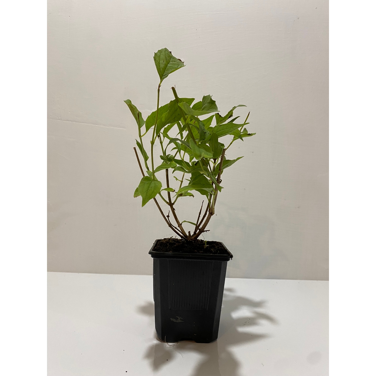 Puiet Deutzia Gracilis la ghiveci Puiet Deutzia Gracilis la ghiveci