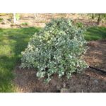 Puiet Sâlbă Verde cu Alb Euonymus la ghiveci