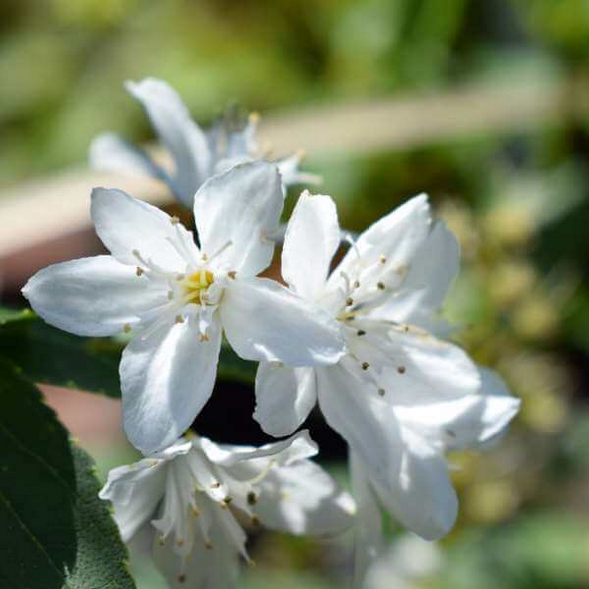 Puiet Deutzia Gracilis la ghiveci Puiet Deutzia Gracilis la ghiveci