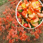 Puiet Gutui Japonez Roz la ghiveci