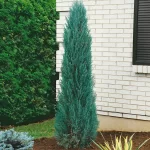 "Puiet Ienupar Blue Arrow la ghiveci"