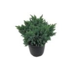 "Puiet Ienuparul Târâtor Blue Carpet la ghiveci"