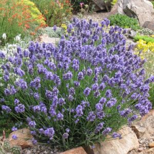 "Lavandă Dwarf Blue la ghiveci"
