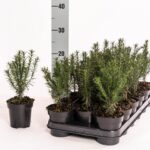 "Puiet Taxus Hilli la Ghiveci"