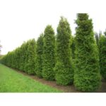 Tuia Brabant 50-60 cm la ghiveci