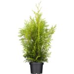 "Tuia Brabant 60-70 cm la ghiveci"