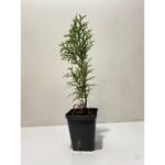 "Tuia Smaragd 20-30 cm la ghiveci"