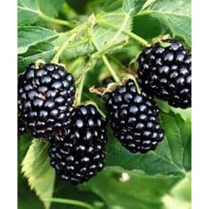 "Mur Thornfree fără ghimpi la ghiveci - Anul 1"