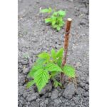 "Zmeur Remontant Polka 40-50 cm la ghiveci"