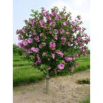 "Hibiscus Syriacus Roz la ghiveci"