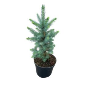 "Molid Albastru-Argintiu Royal Blue 25 cm la ghiveci"