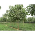 "Rădăcini drajoni de Paulownia Tomentosa"