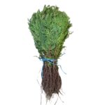 "Pachet 50 Tuia Biota 25-30 cm"