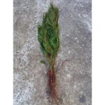 "Butași Tuia 80-90 cm"