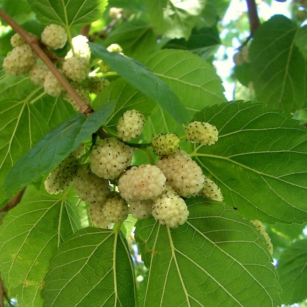 1 "Dud Alb la ghiveci"