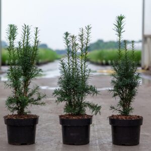 "Taxus Media Hicksii la ghiveci"