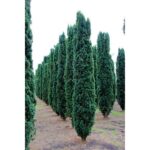 "Taxus Baccata la ghiveci"