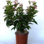 "Weigela Rosea la ghiveci"