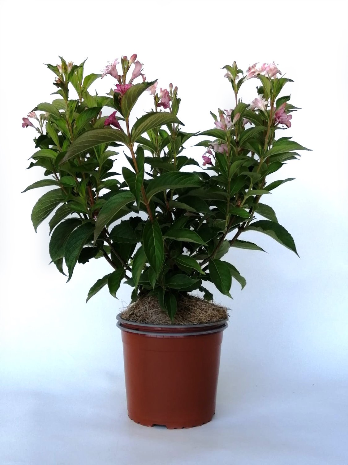 "Weigela Rosea la ghiveci"