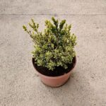 "Buxus Sempervirens la Ghiveci"