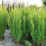 "Drăcilă Verde la ghiveci"