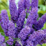 "Liliac Mov la ghiveci"