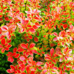 "Drăcilă Coroniță 15 cm la ghiveci"