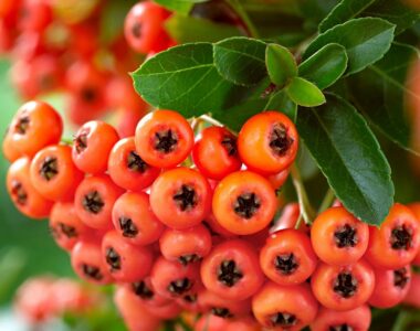 "Cătină Roșie la ghiveci"