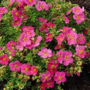 "Potentilla Fruticosa la ghiveci"