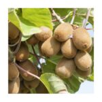 "Kiwi Actinidia la ghiveci"