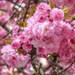 "Cireș Japonez la Ghiveci"