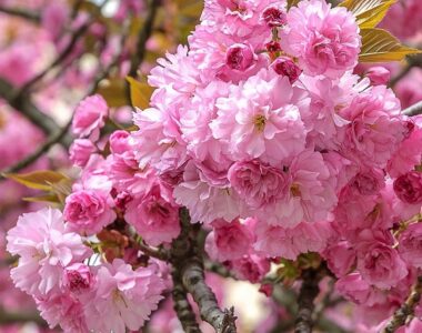 "Cireș Japonez la Ghiveci"