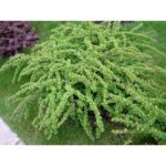 "Drăcilă Târâtoare Verde la ghiveci"