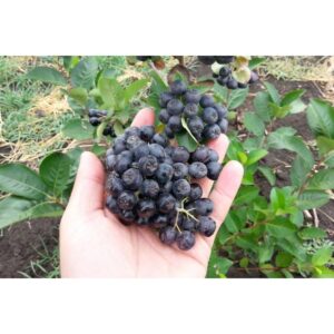 "Aronia (Scoruș Negru) la ghiveci P9"