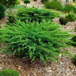 "Ienupar Târâtor Verde la ghiveci"