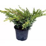 "Ienupar Târâtor Verde la ghiveci"