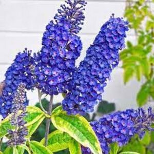"Liliac Albastru la ghiveci"
