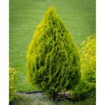 "Tuia Glob Giant la ghiveci"